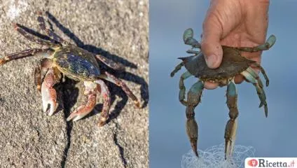 Granchio blu e granchio crocifisso: cosa sono e perché sono pericolosi