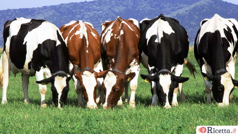L'alimentazione delle mucche