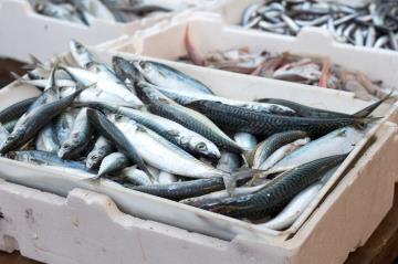 Pesce azzurro: elenco, benefici e come si cucina