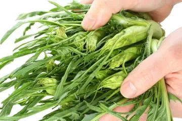 Puntarelle: proprietà e come si cucinano