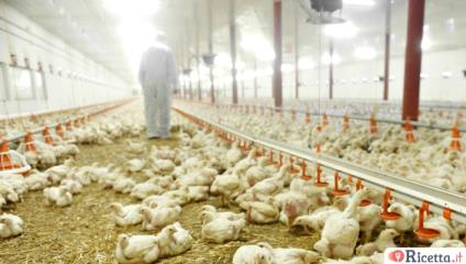 Salmonella nel pollo: nuovi casi in Italia