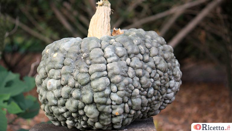 Zucca di Chioggia